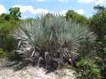 Saw Palmetto
