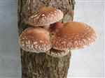 Shiitake