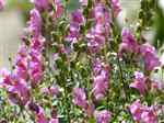 Snapdragon (Antirrhinum majus)