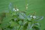 Tulsi (Ocimum tenuiflorum), Holy basil