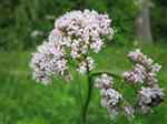 Valerian (Valeriana officinalis)