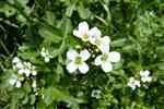 Watercress (Nasturtium officinale)